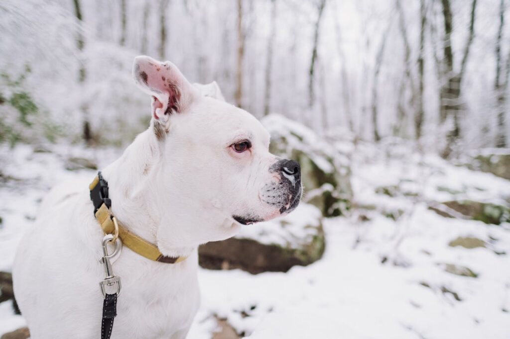 american bull dog