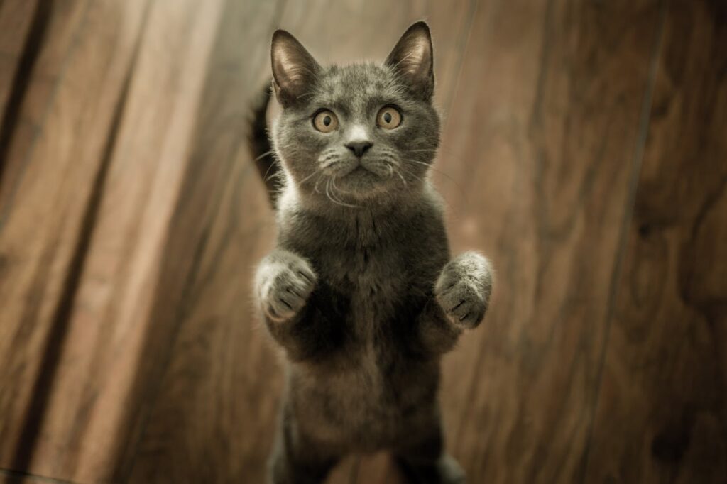 cats