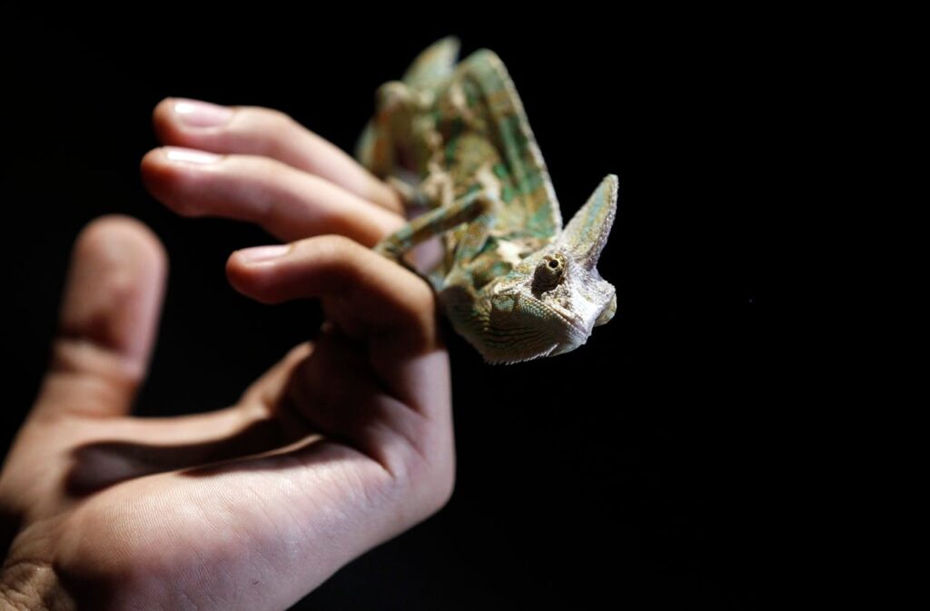 brown-and-green-chameleon