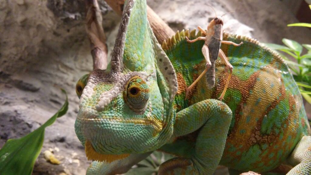 veiled chameleon
