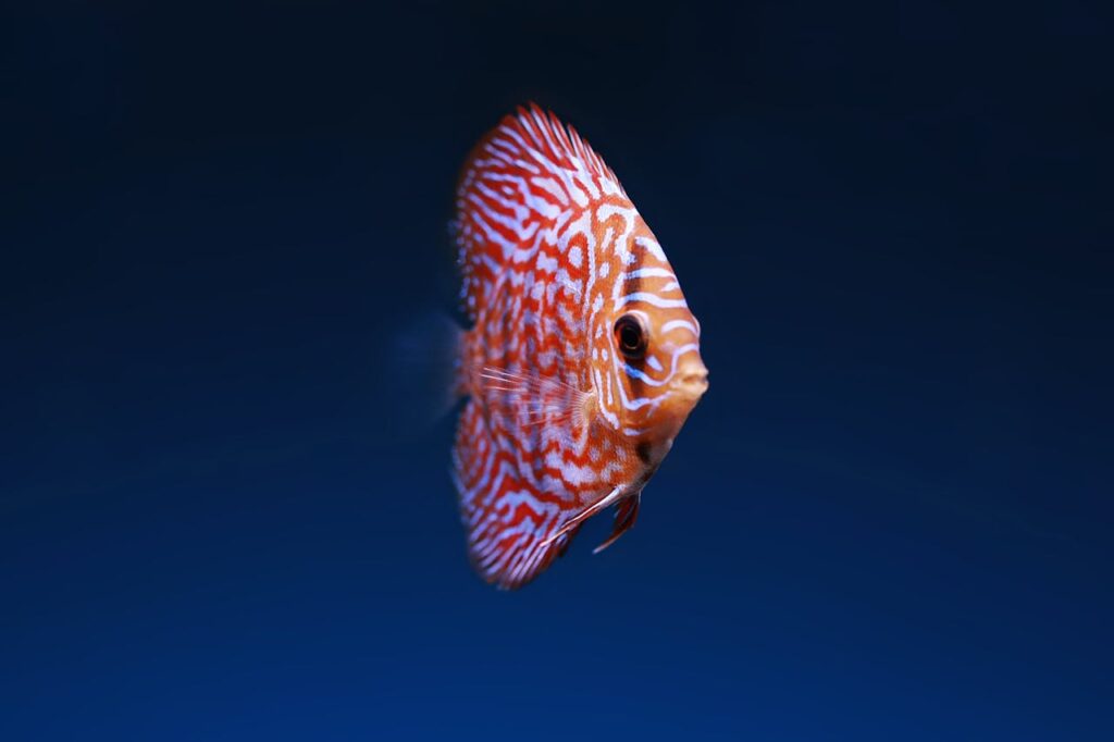 fish