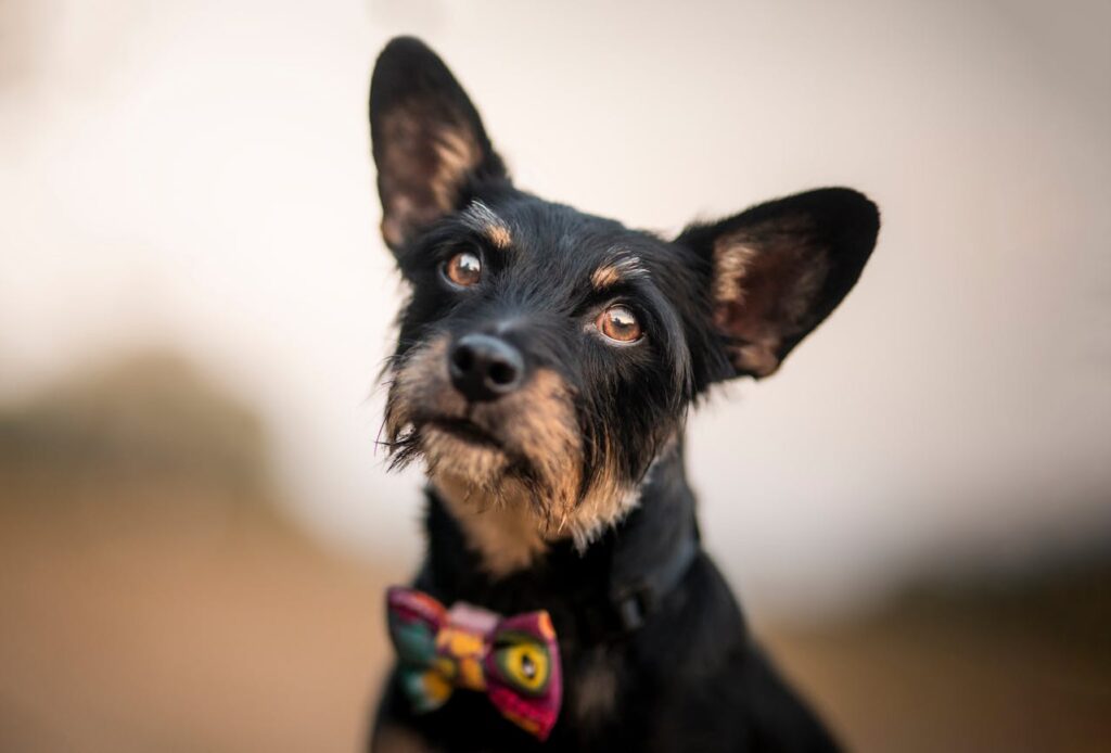 small-dog-with-a-colorful-bow-tie-