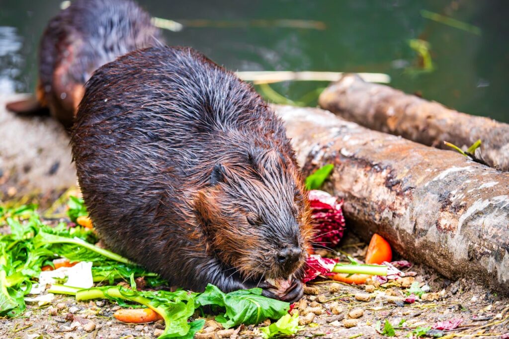 beaver-eating-vegetables-in-natural-habitat-