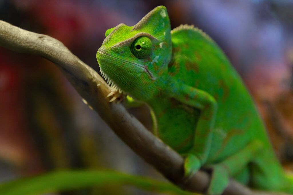 veiled-chameleon-