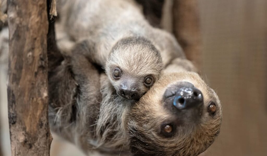 Mother sloth carrying baby on chest