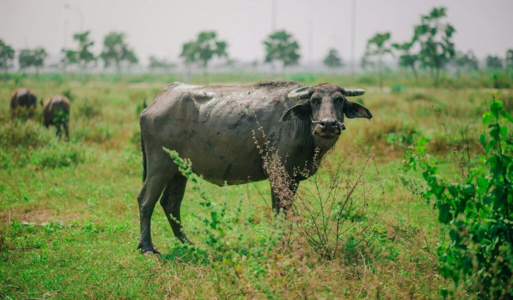 water buffalo