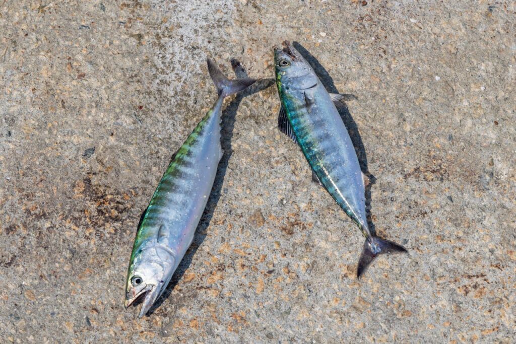 atlantic mackerel