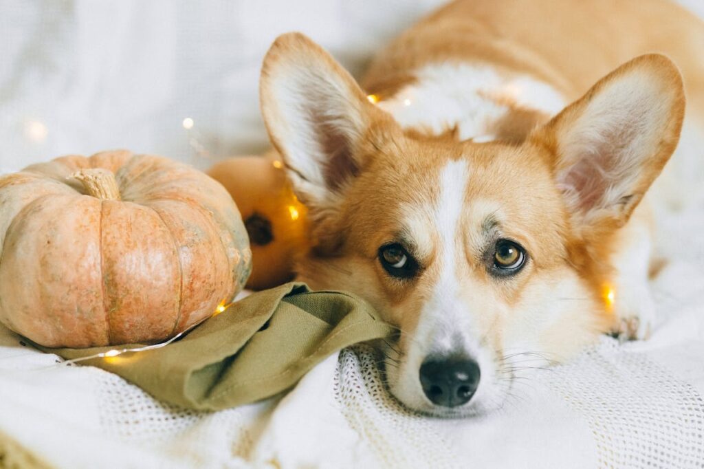 dog eating pumpkin