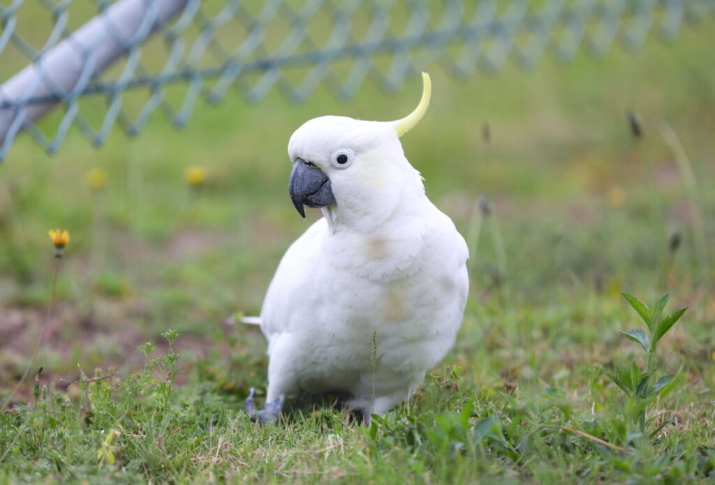 white-cockatoo-