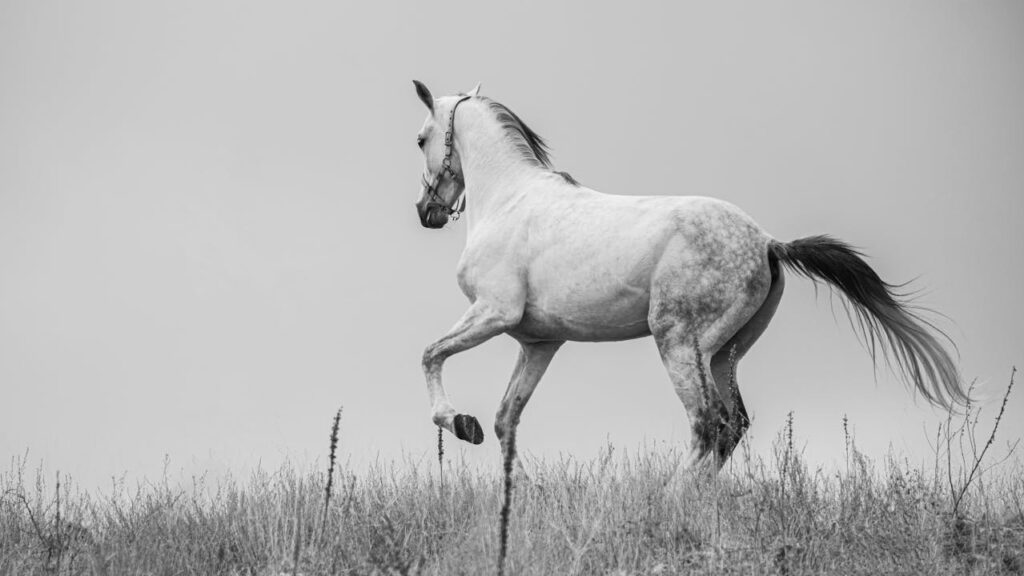 mustang