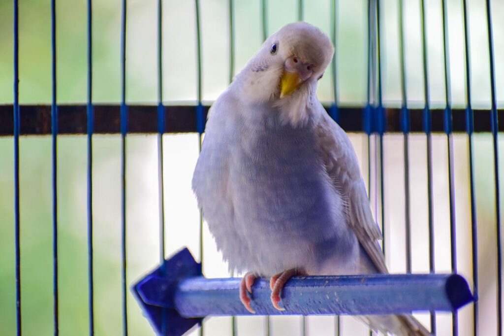 bird