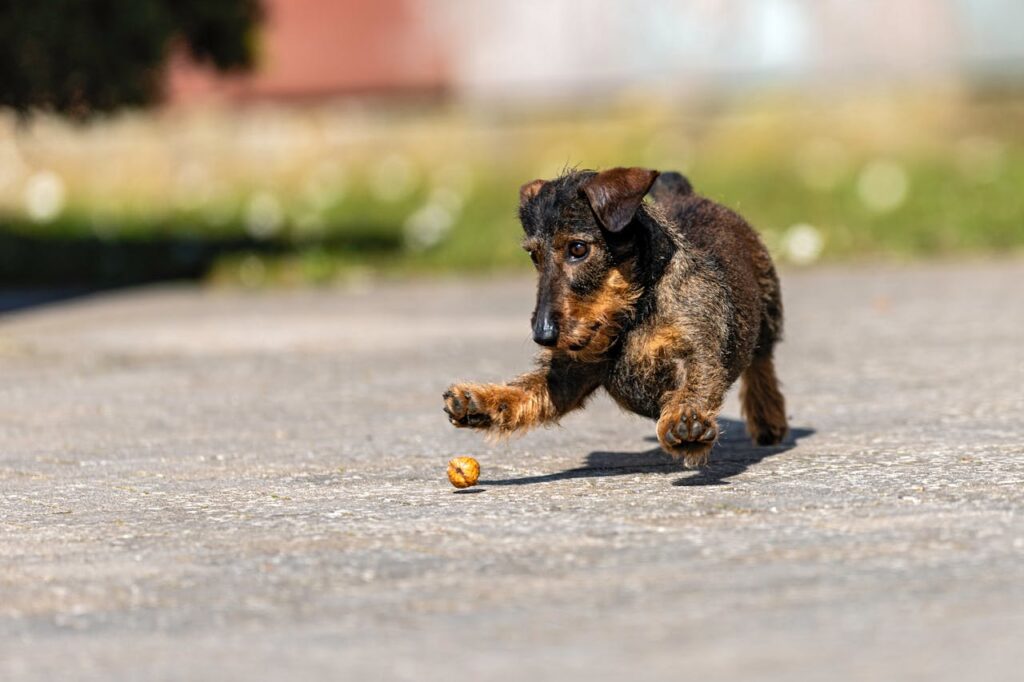 dachshund