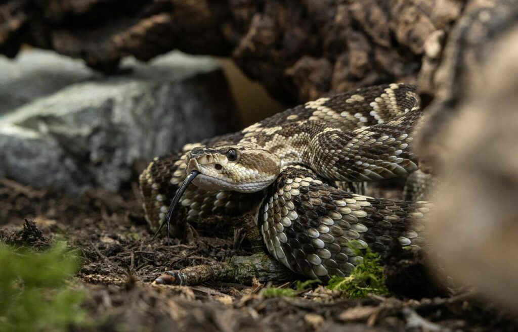 Rattlesnake