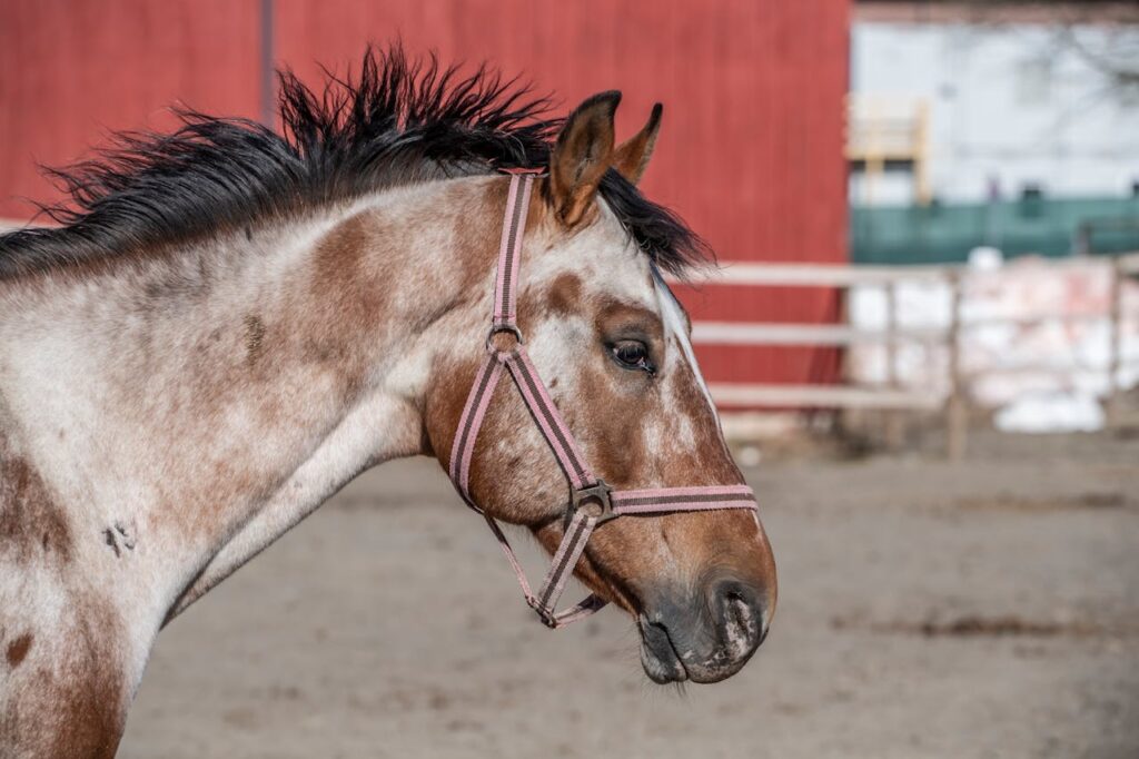-appaloosa-
