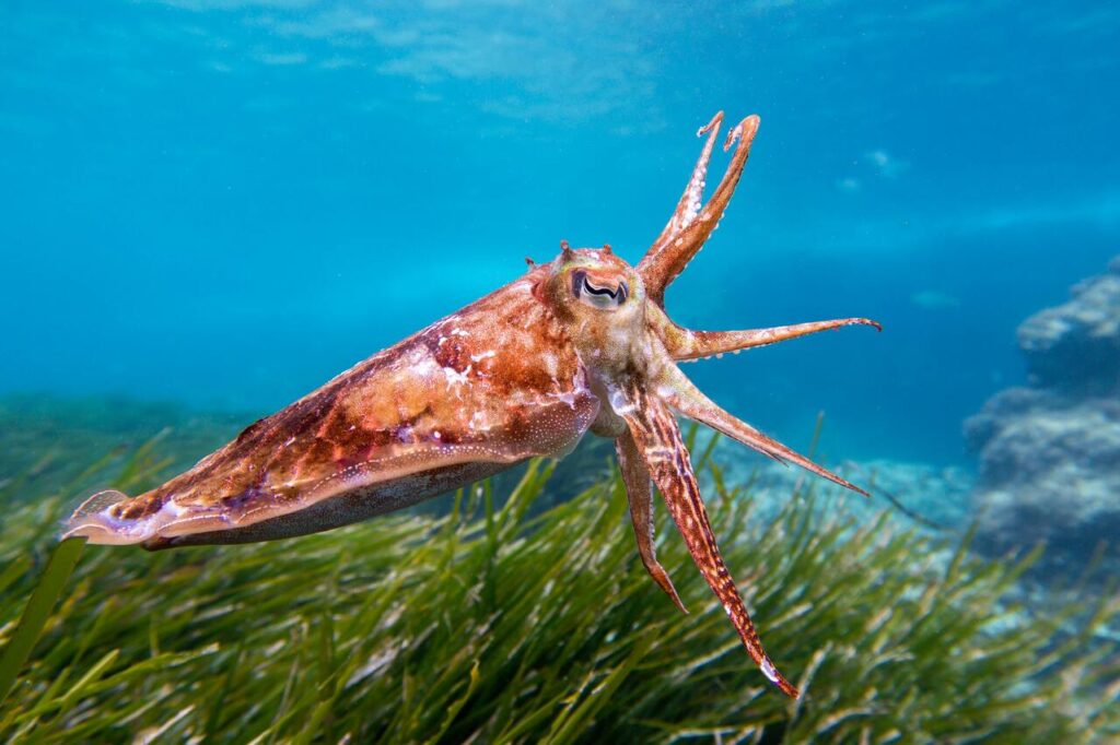 cuttlefish