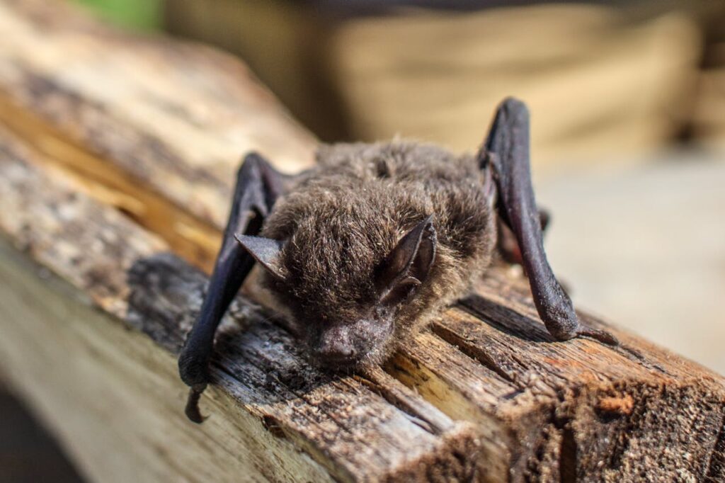 Bats Help Control Agricultural Pests