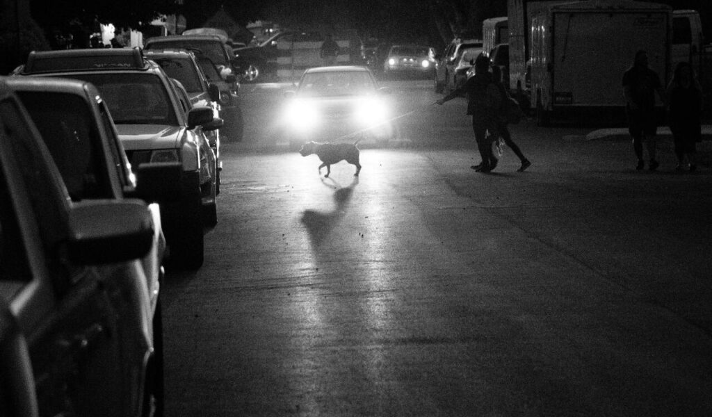 Monochrome Photo of Person Holding Dog Leash
