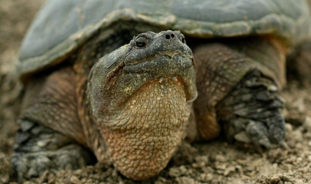 Portrait of a Big Turtle