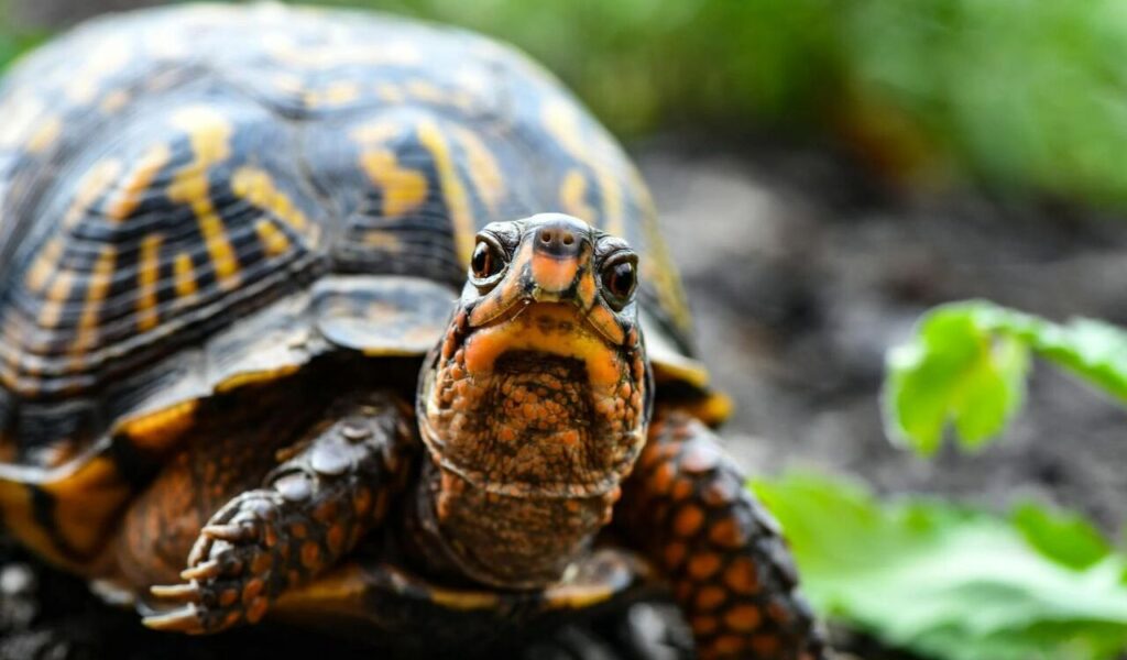 Close-Up Photo of Turtle