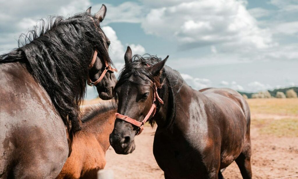 Three Brown Horses in Pasture