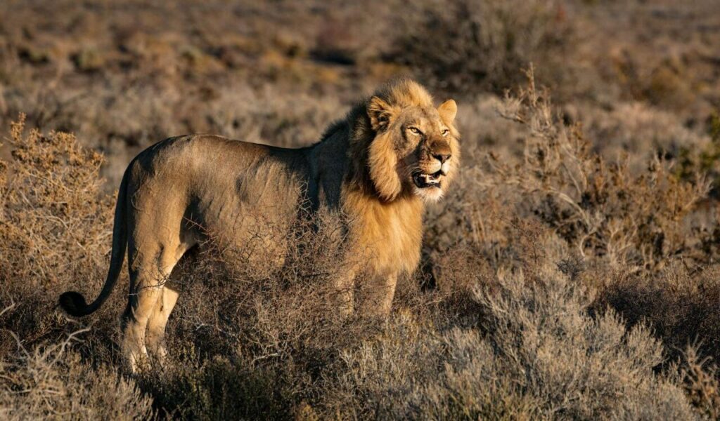 Photo of Lion on Grass Field
