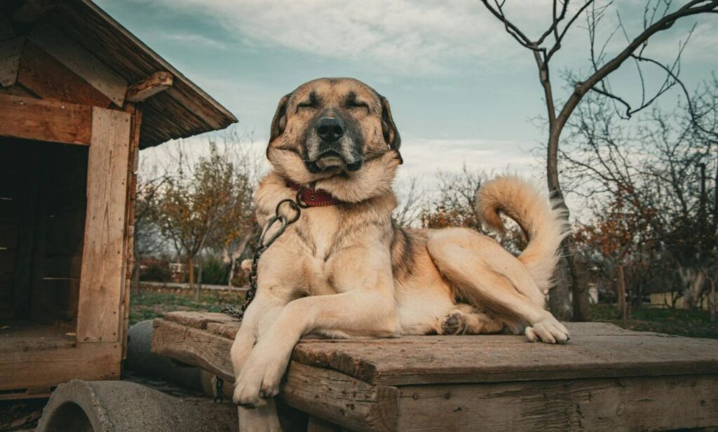 Kangal Shepherd Dog Relaxing Near Rustic Dog House