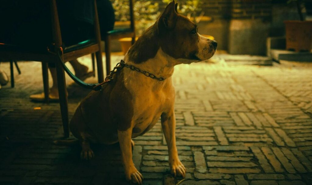 Brown And White American Bully