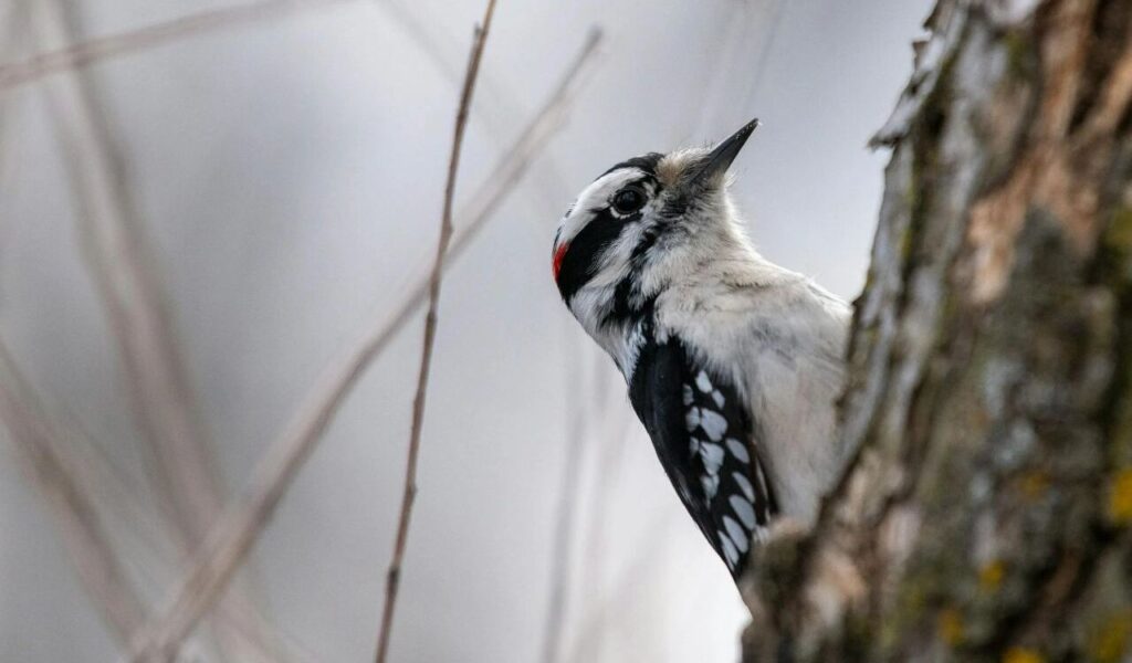Close-up of a Downy Woodpecker on a Tree