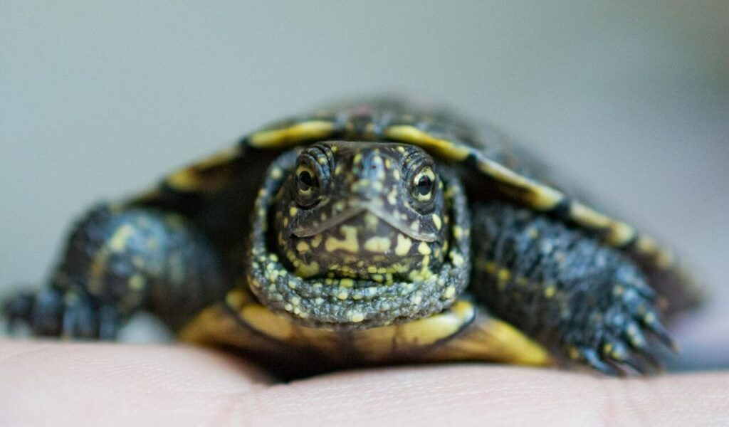 Close Up Shot of a Turtle