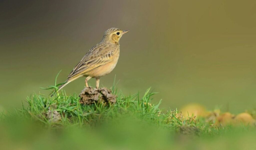 Brown Bird on the Green Grass