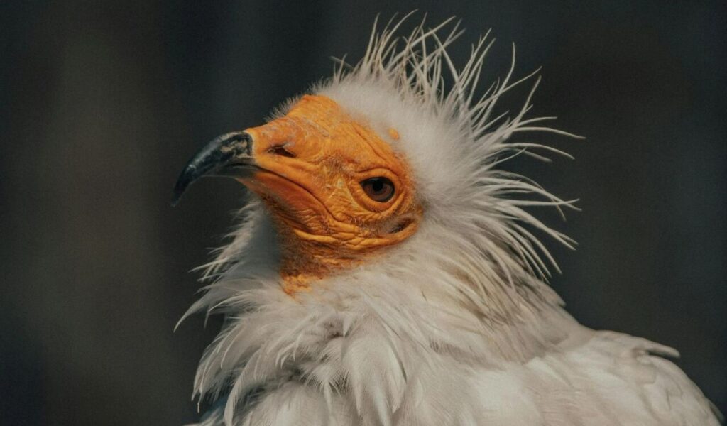 Egyptian vulture with soft white feathers