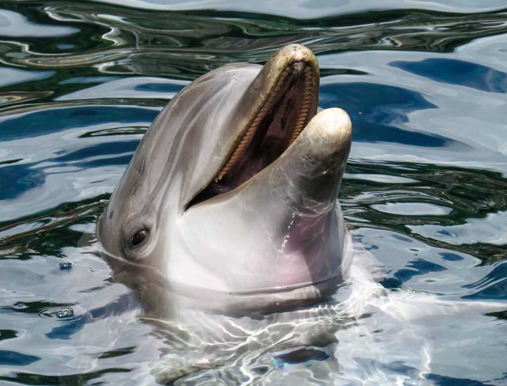 dolphins