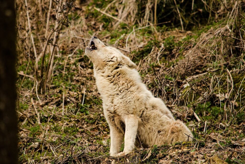wolf