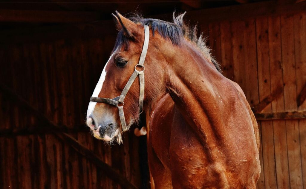 Brown horse with a white stripe wearing a halter, standing in a wooden stable.