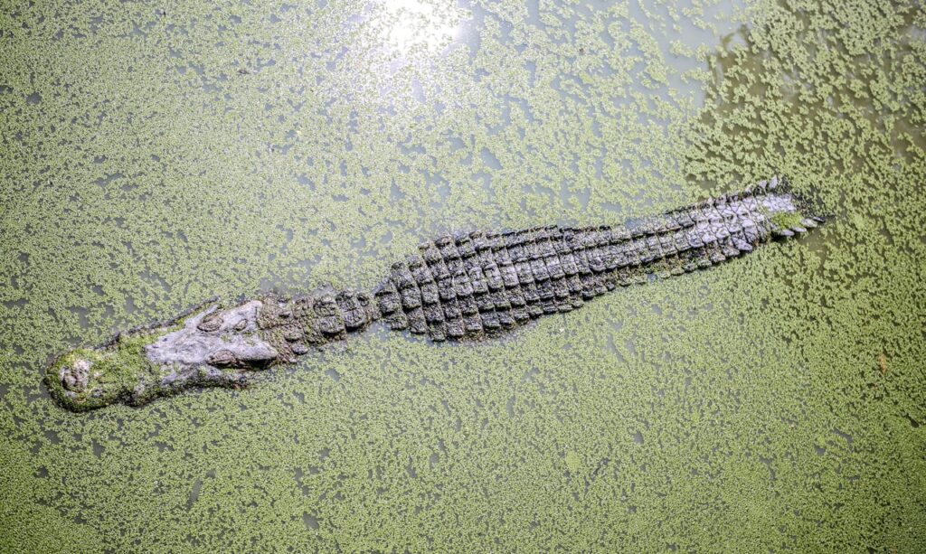 alligator