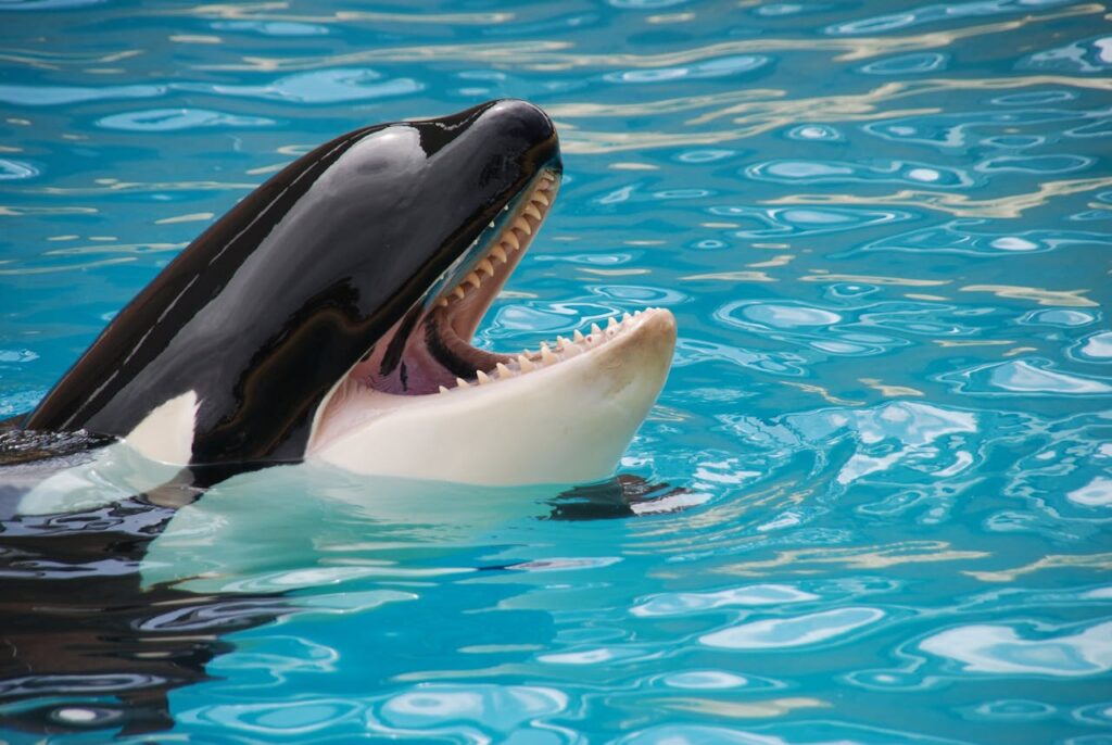 killer whale