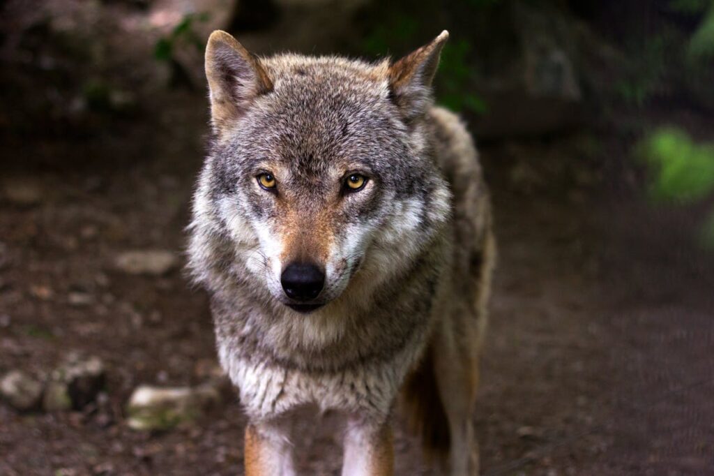 Gray Wolf
