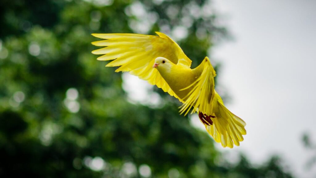 y3llow bird