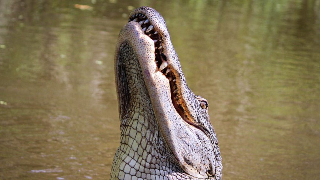 alligator