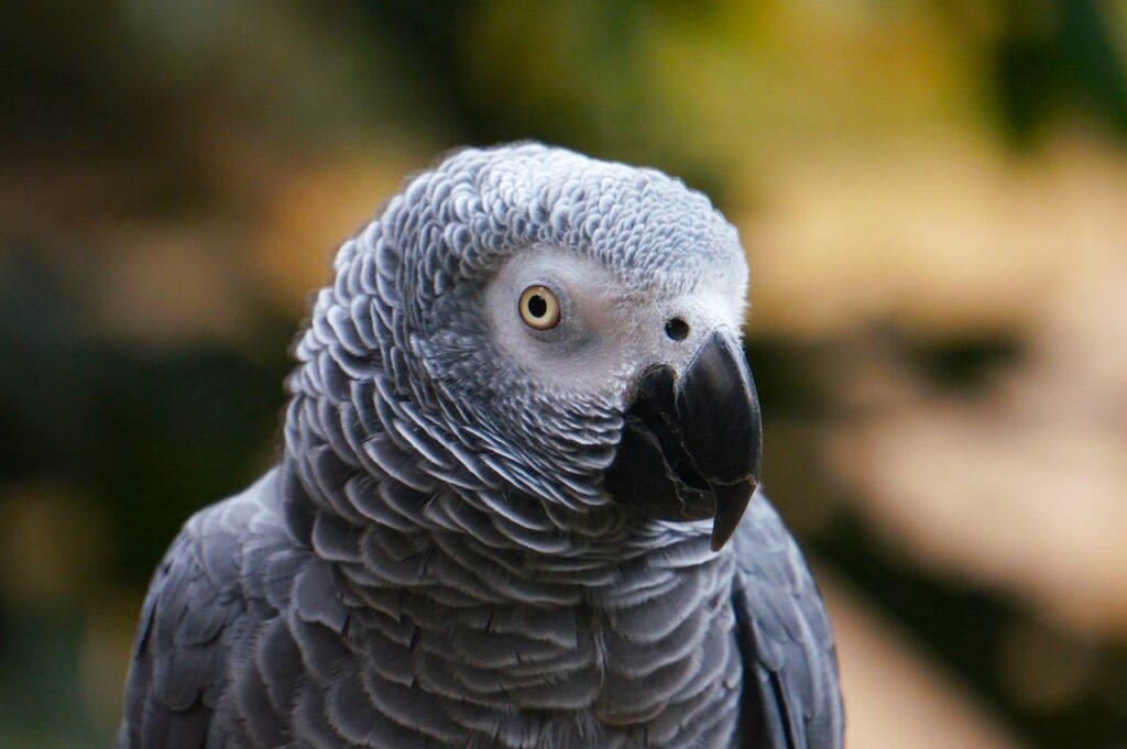 gray parrot