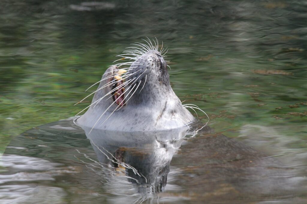 sea lion