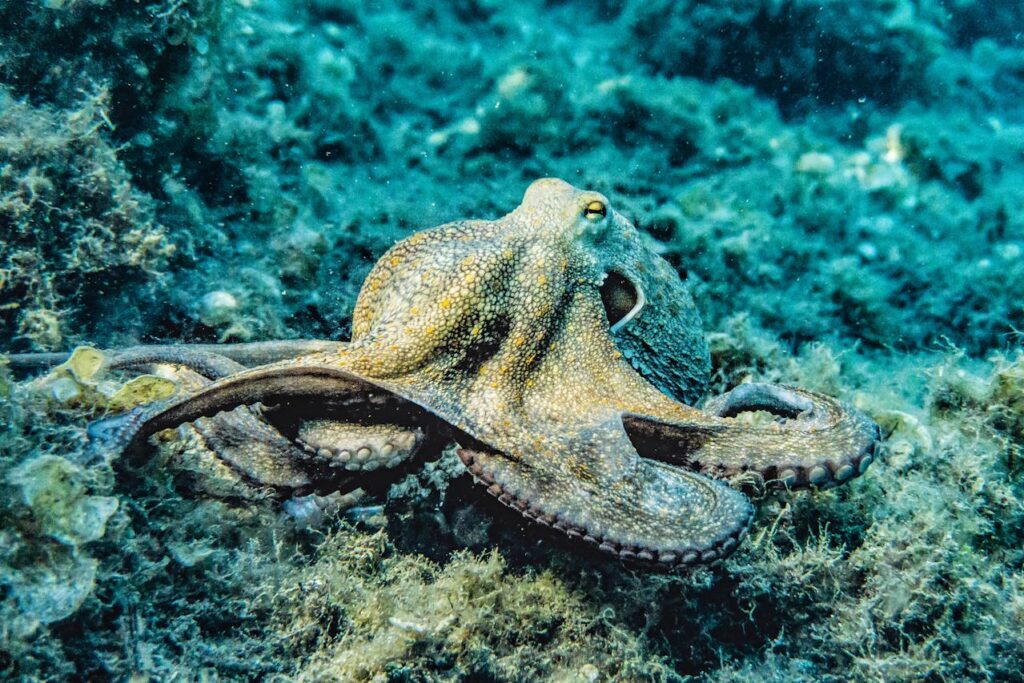 octopus