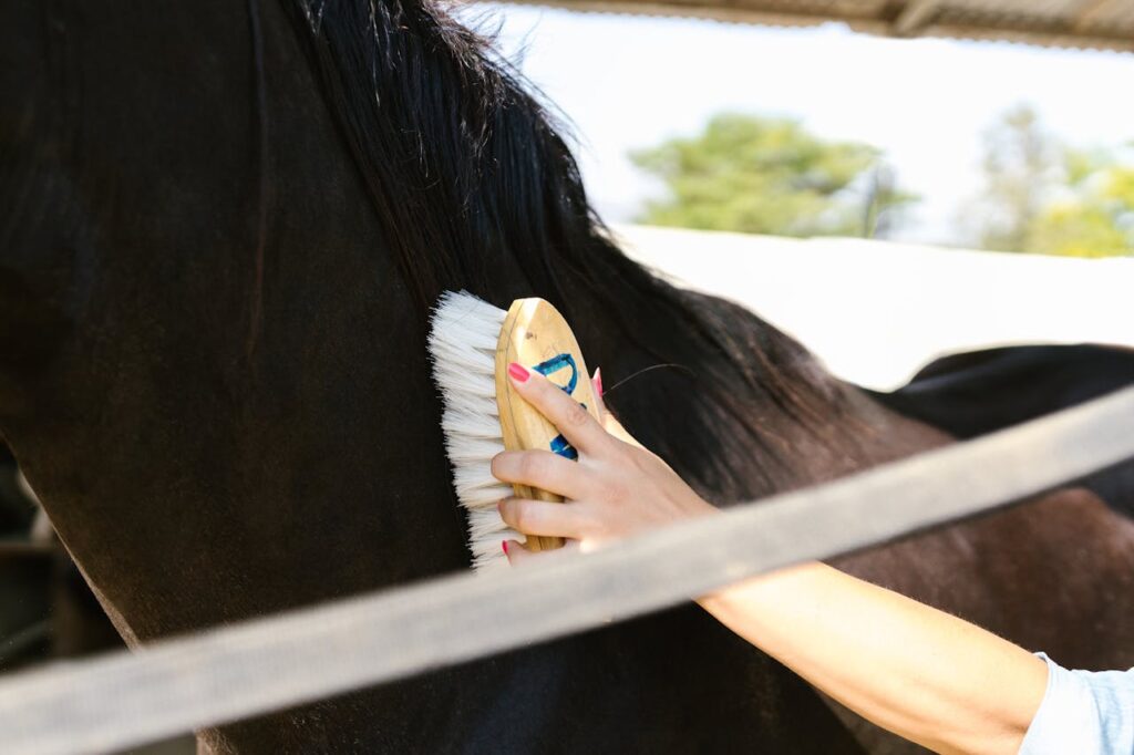 Horse Brushing