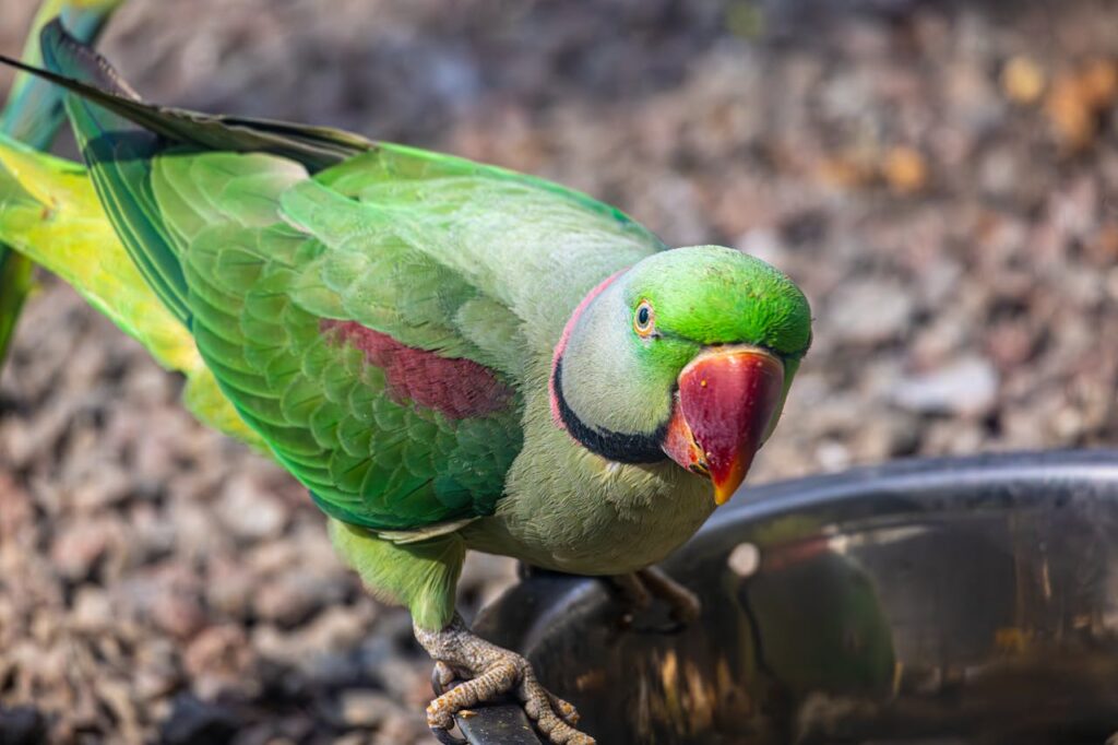 parrot