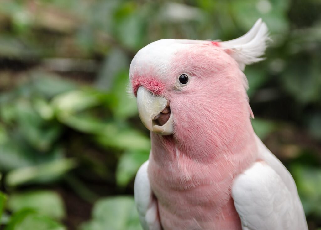 pink parrot