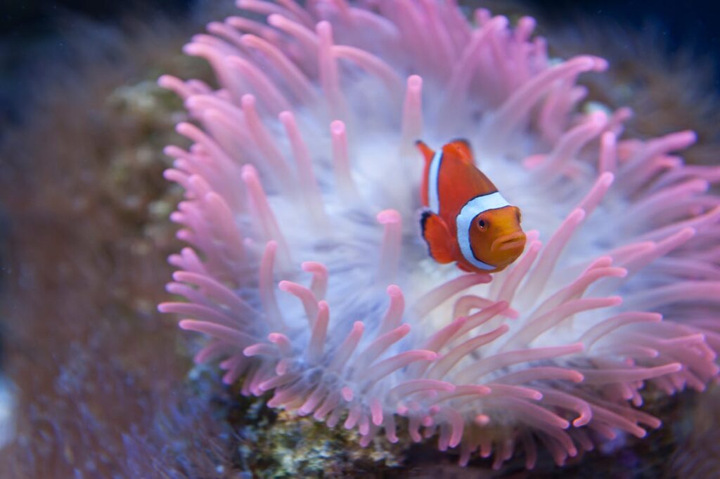 CLOWNFISH