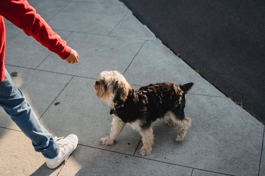 dog