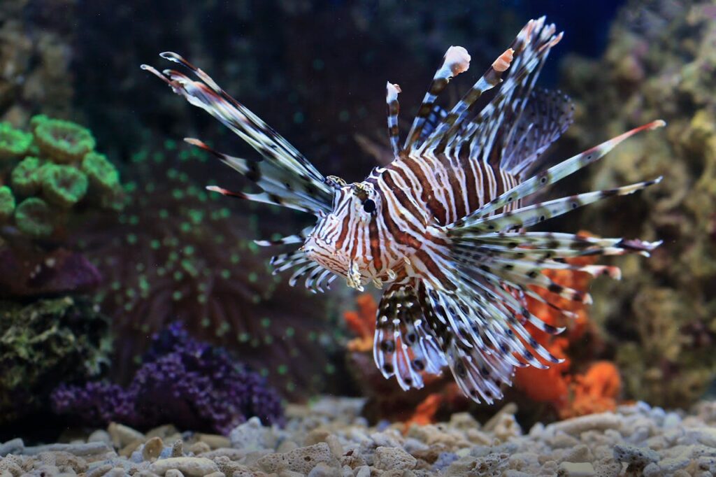 lionfish