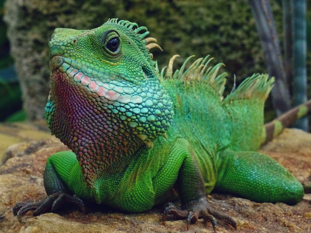 lizard