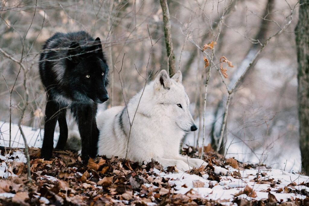 wolves